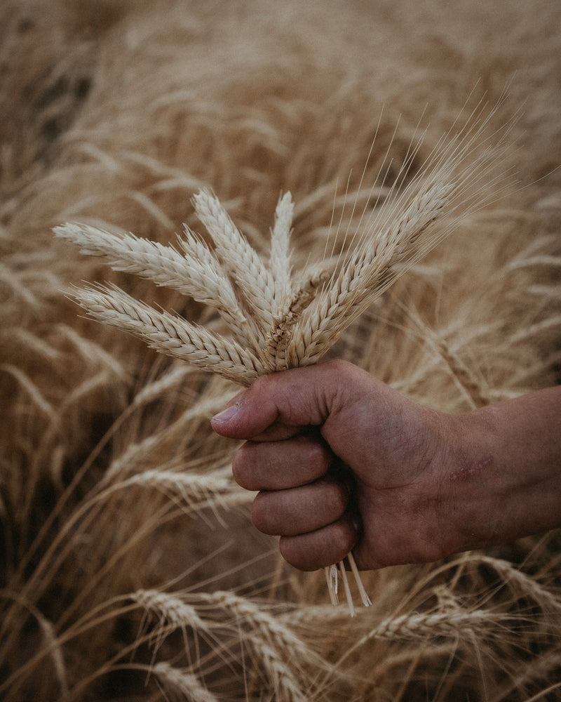 Colorado Grain